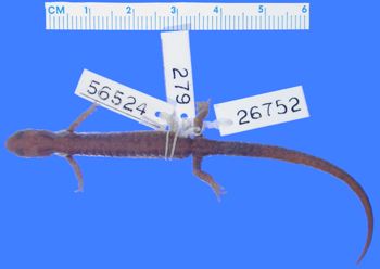 Media type: image; Herpetology A-26752